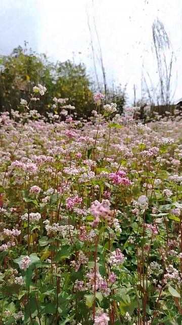 Гречка растет в горах Непала #гидвкатманду #экскурсии? смотреть онлайн