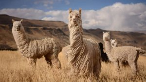 Верблюды: Интересные факты про Верблюдов, Лам и Альпак