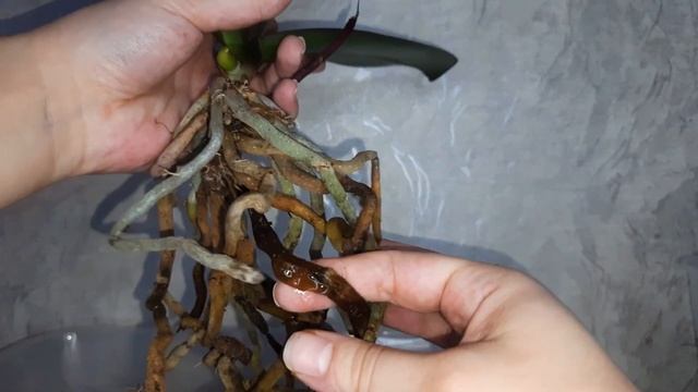 Можно ли пересаживать цветущую орхидею? смотреть онлайн