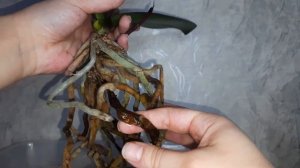 Можно ли пересаживать цветущую орхидею?