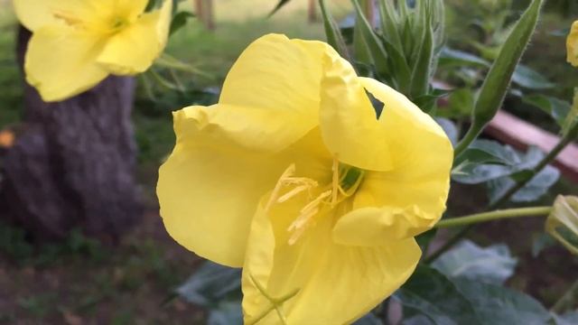 Народження квітки.