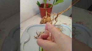 #218 Замиокулькас с гнилыми корнями. Реанимация.