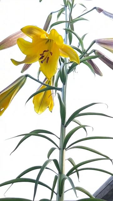 Лилия гигант начинает расцветать.😜🤗😍😍😍👍👍👍 #л? смотреть онлайн