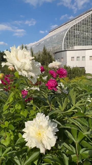 Пионы в ботаническом саду 😍 #природа #красота #2024 смотреть онлайн