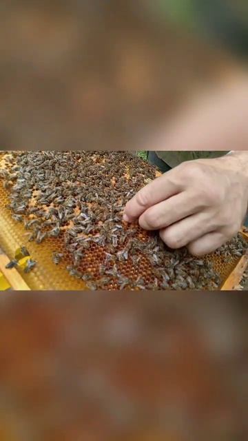 МЕТИМ МАТОК #honeybee #bee #пчёлы #beekeeper #beekeeping #воск #honey #мёд #queenbee #матководство