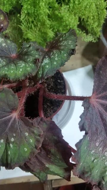 Бегония"Осень" смотреть онлайн