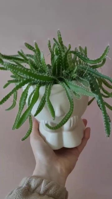 Питахайя (Патайя) или Драконий Фрукт смотреть онлайн