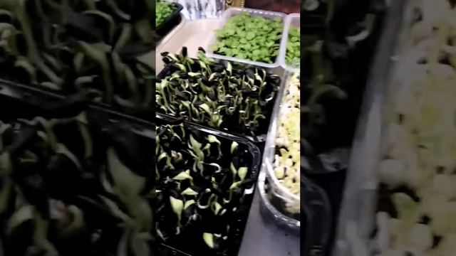 пора ли микрозелени на свет? смотреть онлайн
