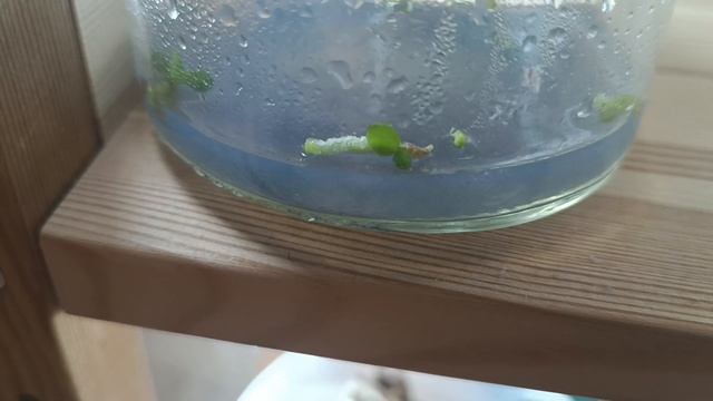 Как выглядят сеянцы орхидей через месяц после посева смотреть онлайн