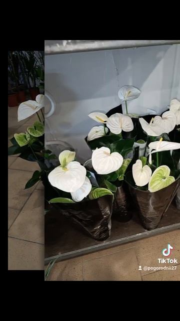 Королевский Антуриум Андрэ Альпин! Цена 450 гривен! Бро? смотреть онлайн