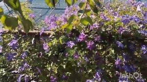 Клематис сорту "Веноза Веолацеа"