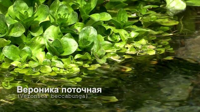 Вероника поточная смотреть онлайн