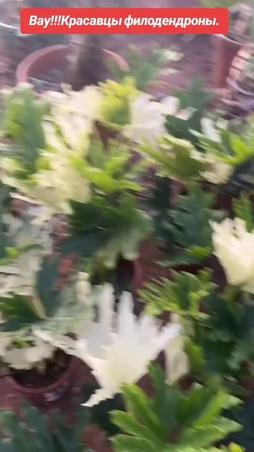 Трендовый пестролистый филодендрон:стильное растени? смотреть онлайн