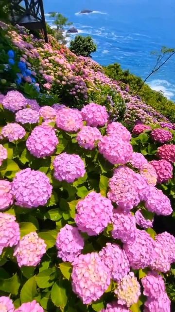 hydrangea flower||hydrangea flower#hydrangea#england #hydrangeaflower#shorts#гортензия#г? смотреть онлайн
