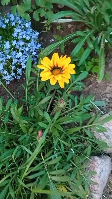 Гацания и без солнца цветёт! смотреть онлайн