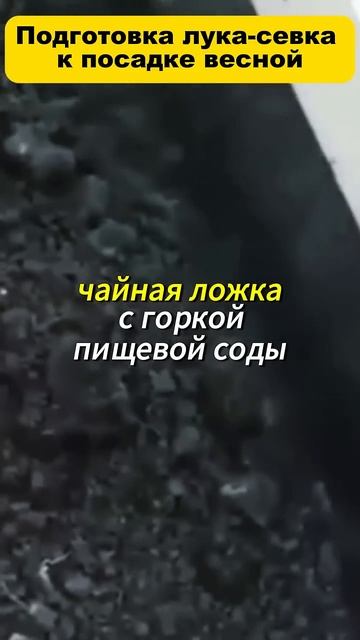 Подготовка лука-севка к посадке весной смотреть онлайн