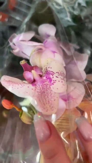 Насобирали корзину Обзор орхидей Леруа Мерлен Липецк смотреть онлайн