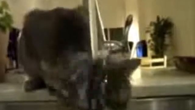 подборка Русских Видео приколов август 2014 года на Youtube смотреть онлайн