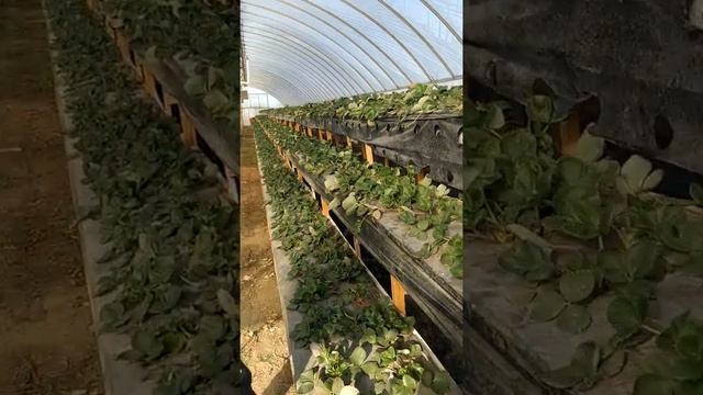 Растим в Белореченске смотреть онлайн