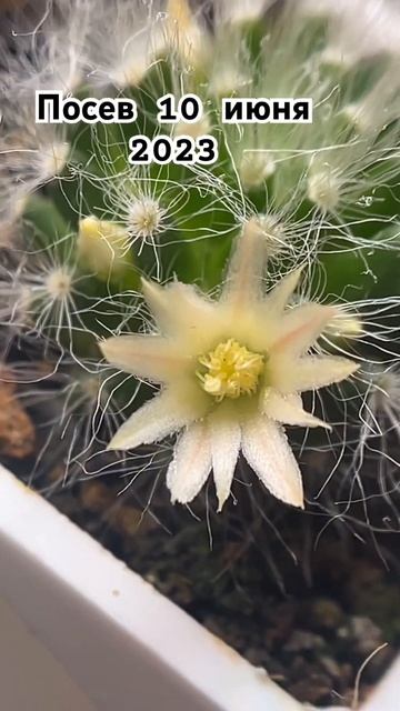 #растения #цветы #кактус смотреть онлайн