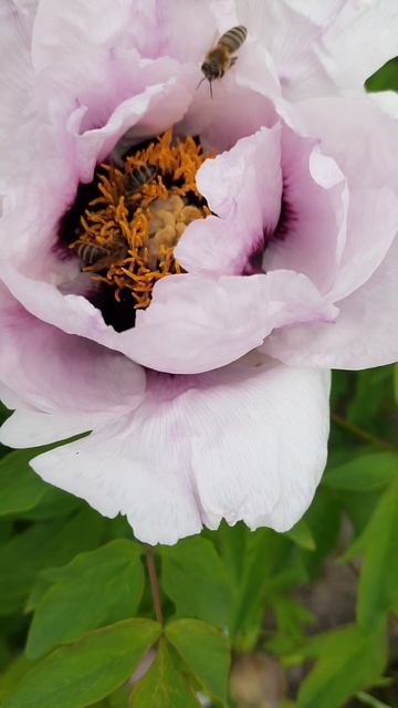 Май, утро, пионы, пчелы... смотреть онлайн