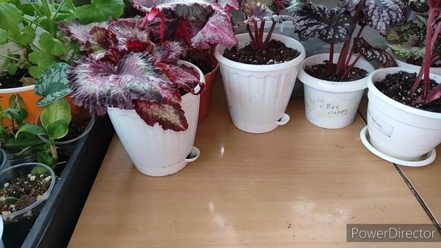 Бегонии в январе,как растут. смотреть онлайн