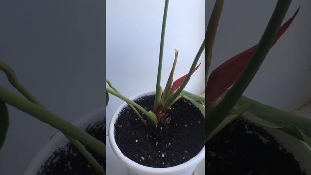 Антуриум Колорадо#антуриум#колорадо#колорадо#цветы#ц?