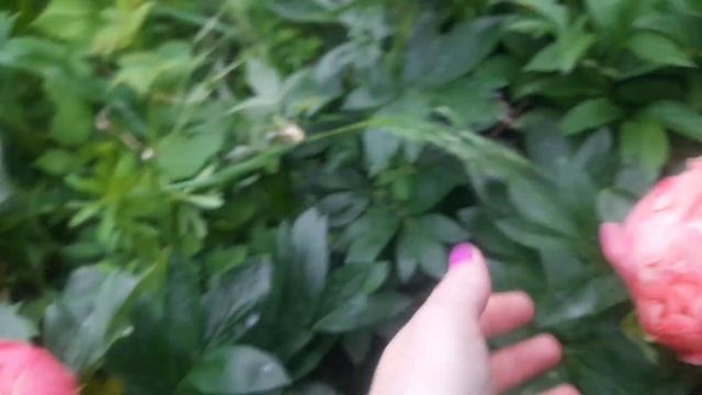 Пион PINK HAWAIIAN CORAL. Достойный и недооценённый сорт.