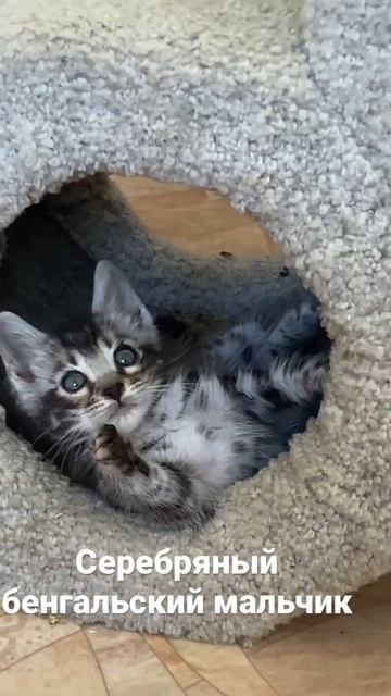 Серебряный мальчик с очень красивым рисунком! https://instagram.com/pardus_aby_bengal?r=nametag смотреть онлайн