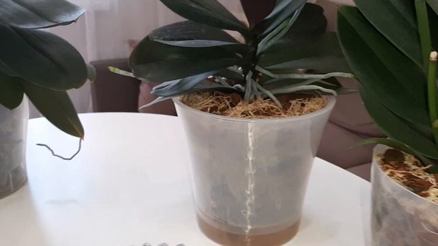 Как получить детку в домашних условиях. Мои орходетки смотреть онлайн