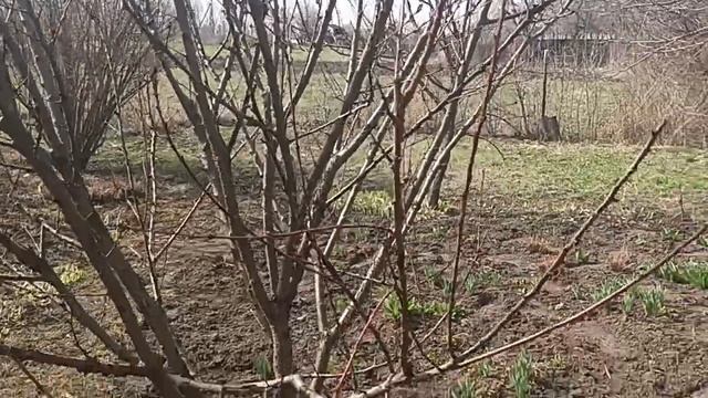 Готовлю на мангале сосиски. 😋