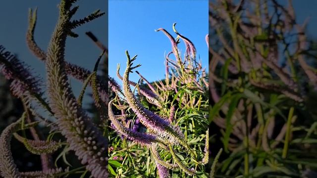 Вероникаструм виргинский в ландшафтном дизайне🪻🌾 смотреть онлайн