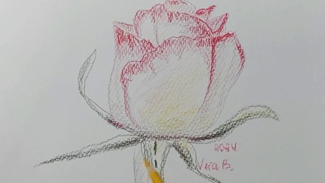Рисунок розы акварельными карандашами || Пошаговое объяснение смотреть онлайн