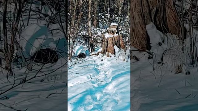 Есть чем поживится ...#курск #зима #nature смотреть онлайн