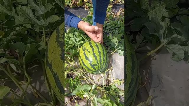 Арбуз Бедуин,один из ранних и очень вкусных.#сад #дача # смотреть онлайн