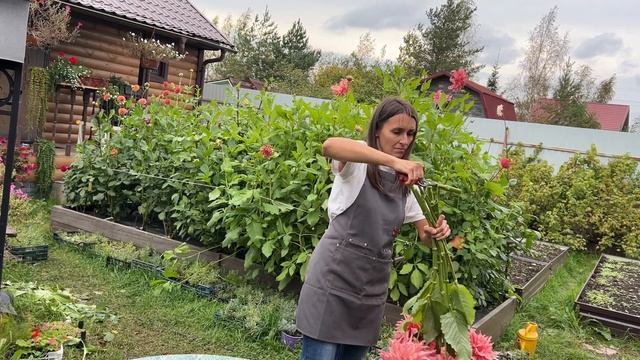 СРЕЗКА ГЕОРГИН, ТОНКОСТИ ПРОДАЖ И УПАКОВКИ #милыйдом смотреть онлайн