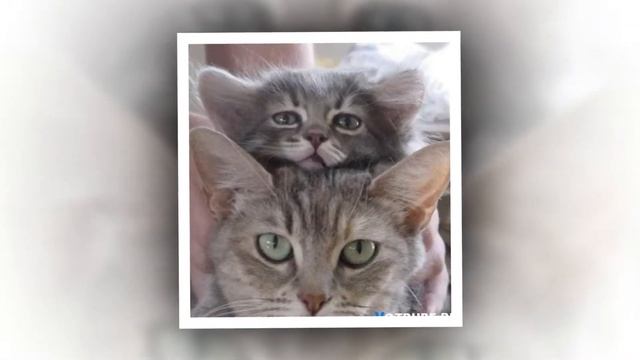 прикольные котики) смотреть онлайн
