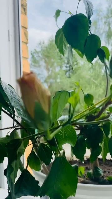 Роза Гибискус, цветёт постоянно🥰 смотреть онлайн