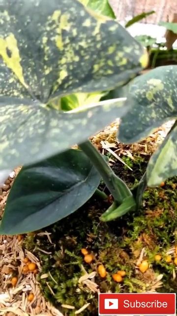 INDONESIA ENDEMIC PLANTS ALOCASIA REGINAE YELLOW VARIEGATED #rareplants #plants смотреть онлайн