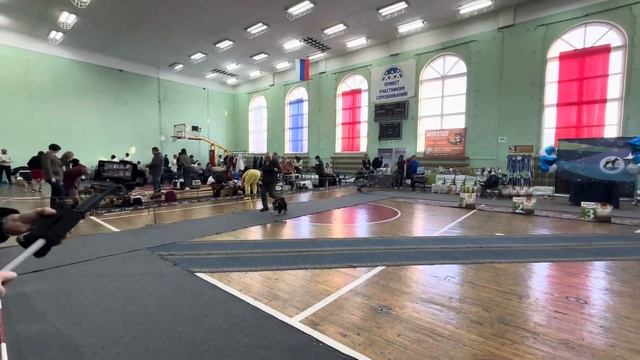 выставка 24.02.2024, Мурманск, судья Лепеха (цвергшнауцер) смотреть онлайн