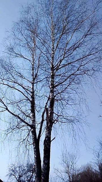 Наша музыкальная берёза #здоровыйдух смотреть онлайн