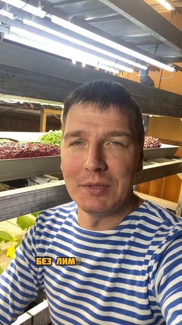 Лимонная мелисса смотреть онлайн