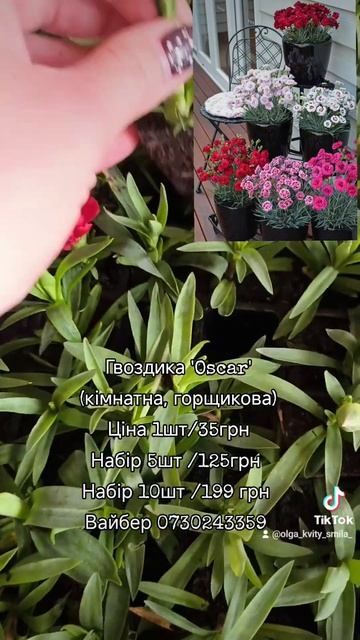 #гвоздика #гвоздикакімнатна #plants #homeplants #houseplants #plants #кі? смотреть онлайн