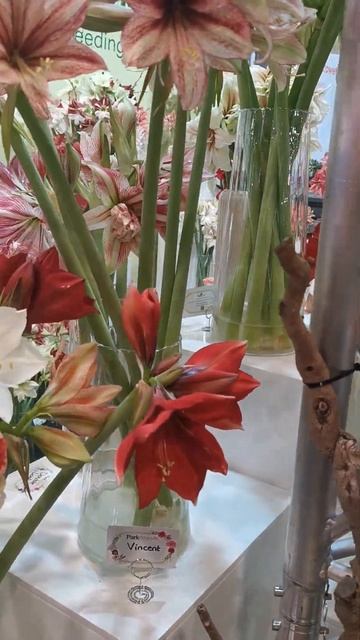 Красивые Цветы для Дома #shorts смотреть онлайн