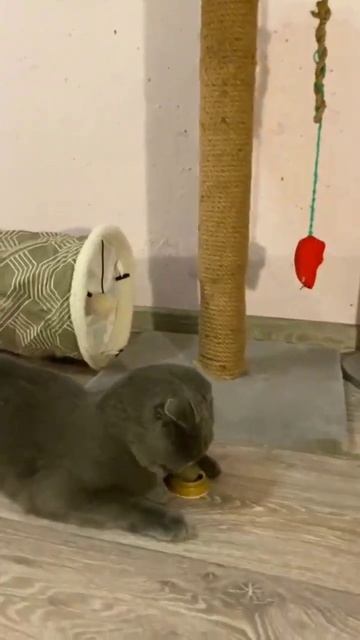 Кота вштырило от мяты #кот #loki #cat #comedy #funny Спойлер на за? смотреть онлайн