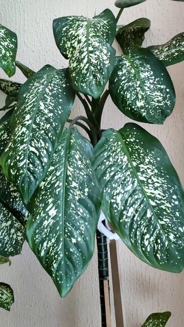 VARIEGATED FLOWERS / ПЕСТРОЛИСТНЫЕ КОМНАТНЫЕ РАСТЕНИЯ /НЕ ЦВЕТ смотреть онлайн