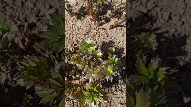Любисток как моя любимая пряность на кухне смотреть онлайн