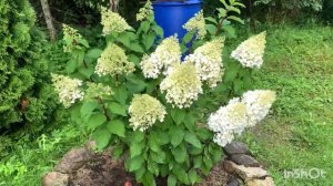 ЗАЦВЕЛИ ГОРТЕНЗИИ. Обзор 40 сортов