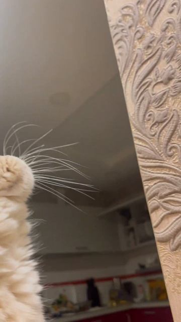 У меня есть характер 😼 #petlovers #скотишфолд #cats #fly #котик? смотреть онлайн