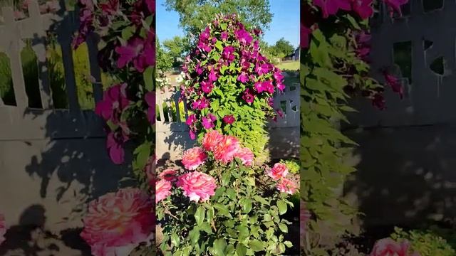 Клематис Руж Кардинал (Clematis Rouge Cardinal)